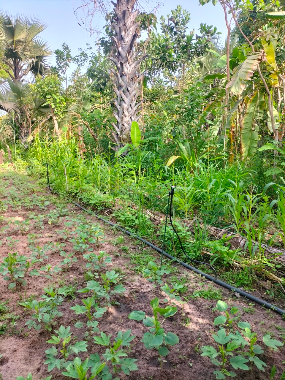 Forêt nourricière
